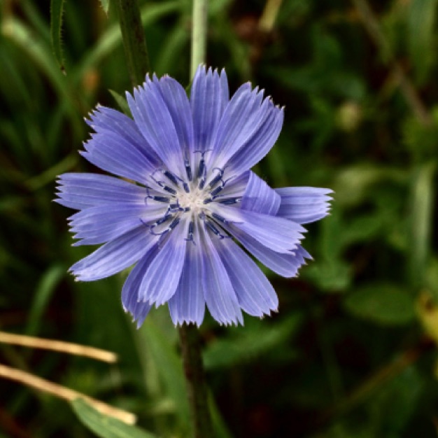 Chicory